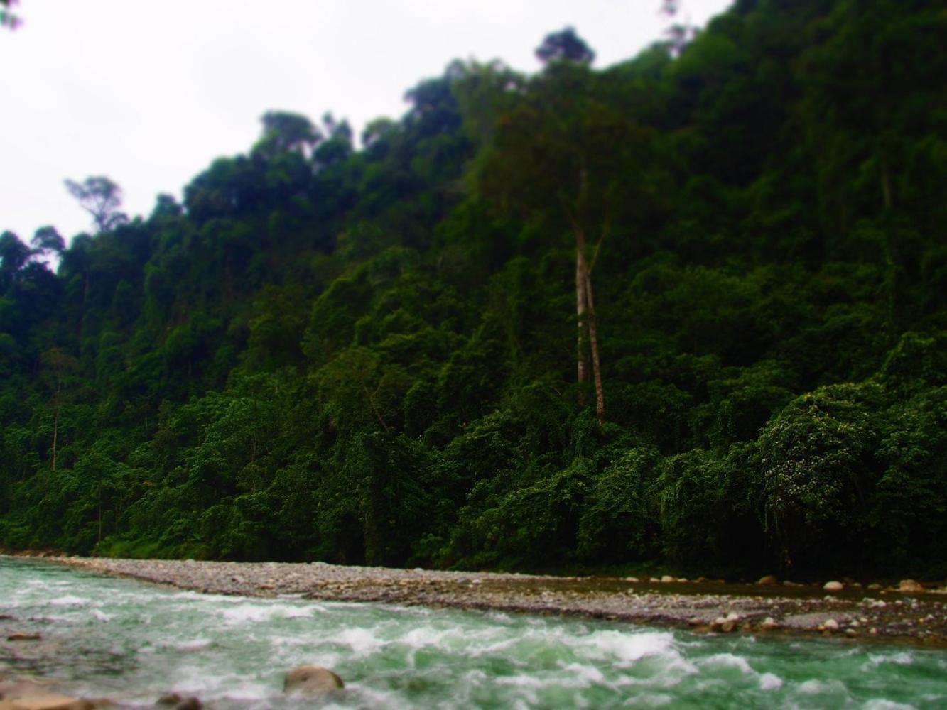 Thejungleguide - Lodges & Treks Букит Лаванг Екстериор снимка