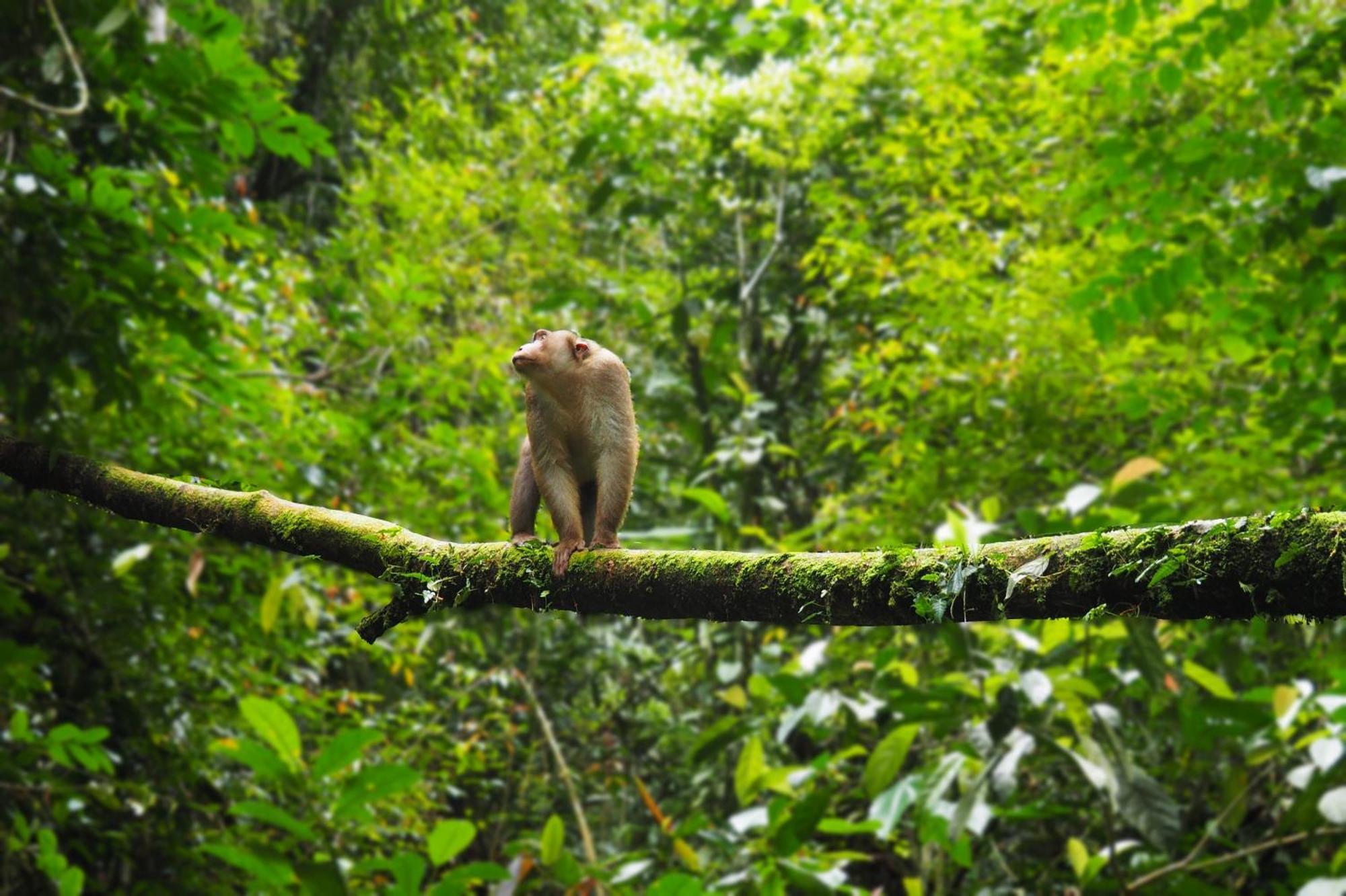 Thejungleguide - Lodges & Treks Букит Лаванг Екстериор снимка