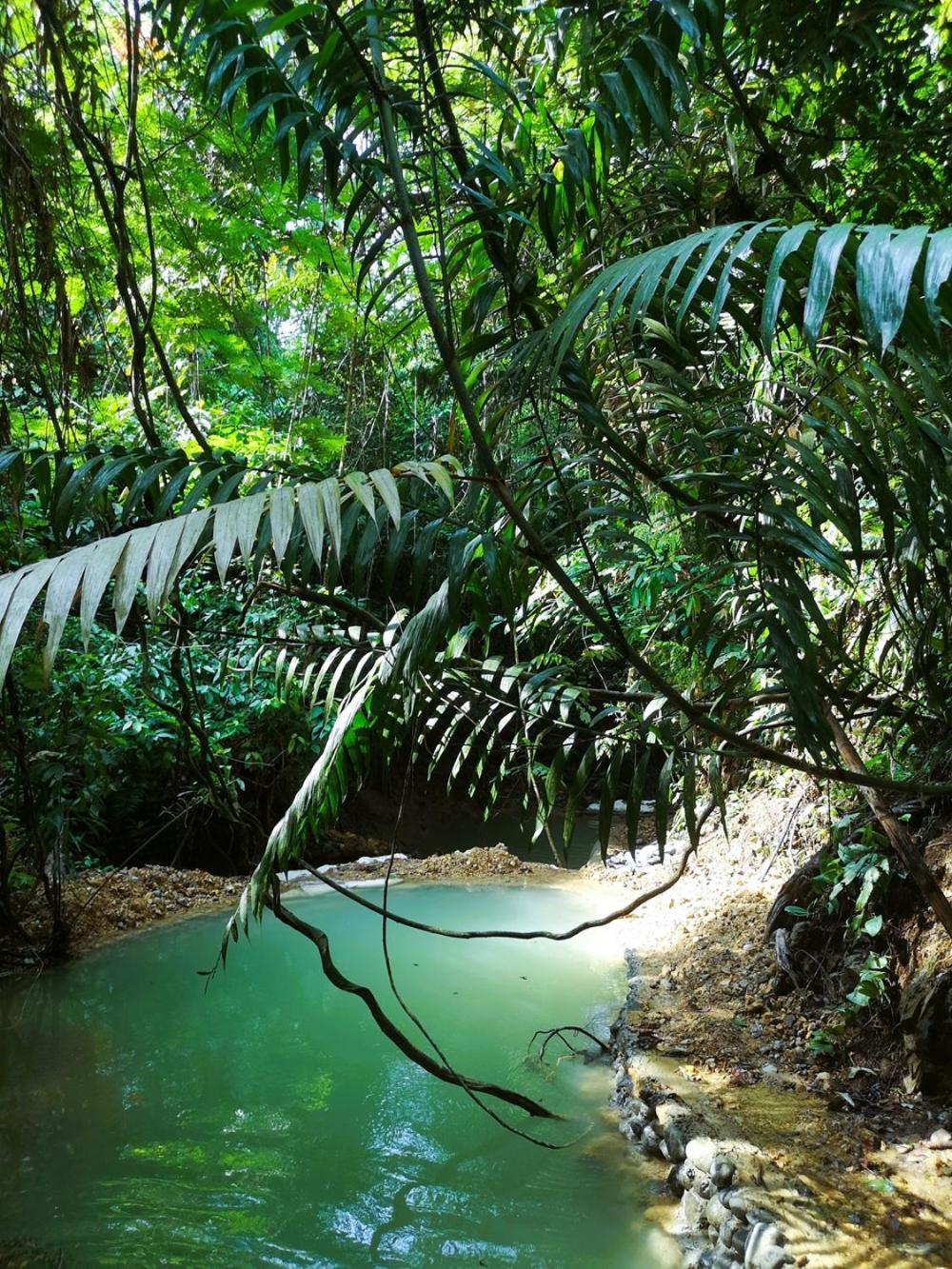 Thejungleguide - Lodges & Treks Букит Лаванг Екстериор снимка