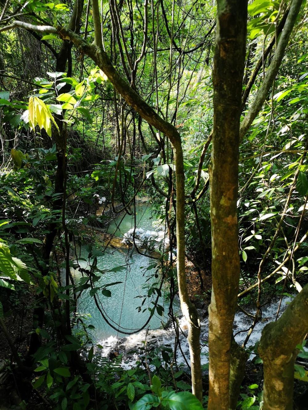 Thejungleguide - Lodges & Treks Букит Лаванг Екстериор снимка