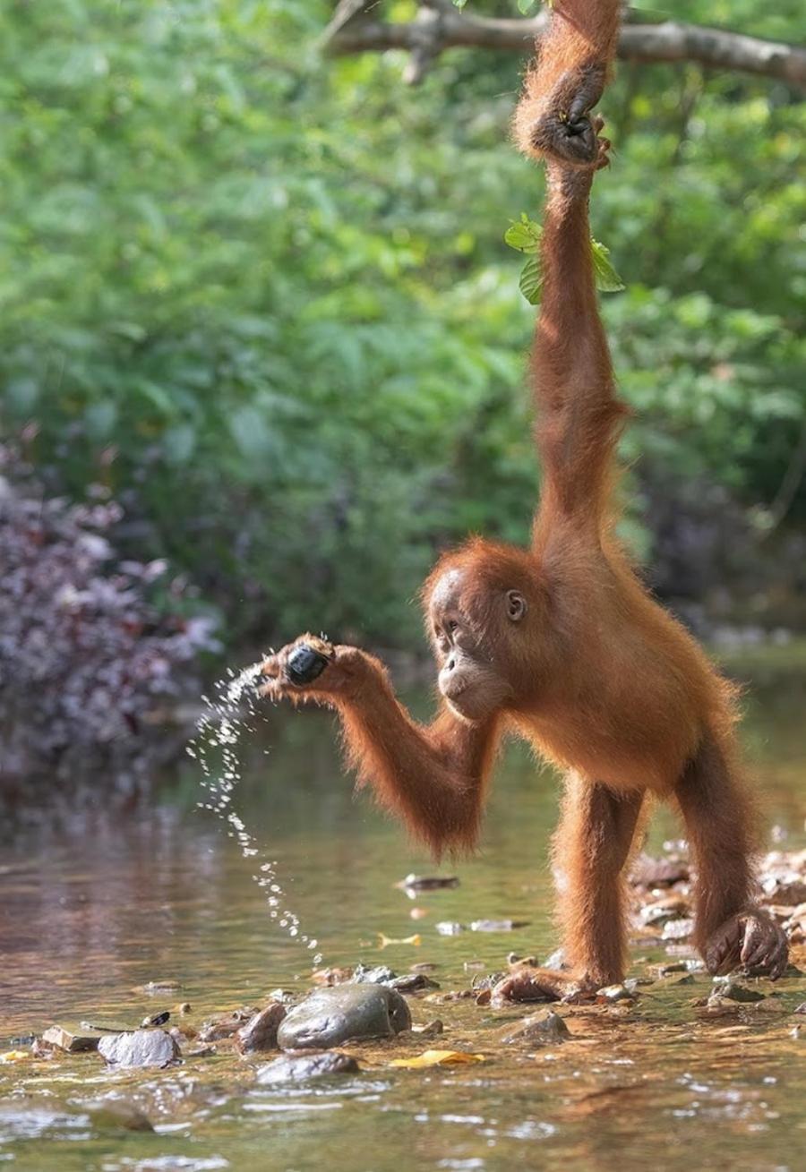 Thejungleguide - Lodges & Treks Букит Лаванг Екстериор снимка