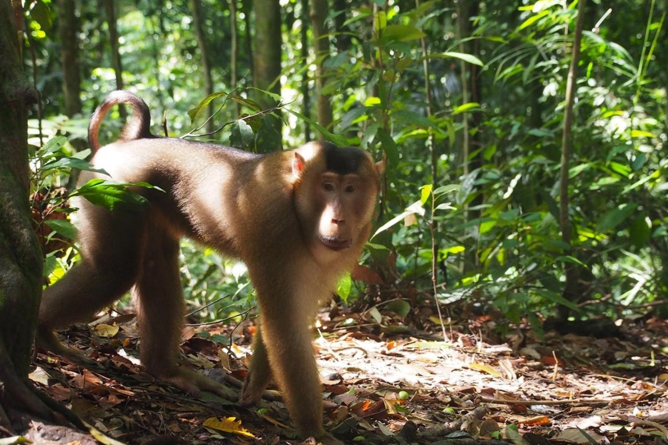 Thejungleguide - Lodges & Treks Букит Лаванг Екстериор снимка