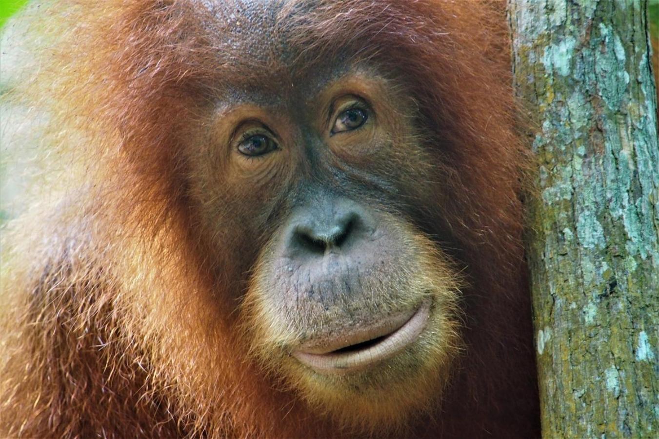 Thejungleguide - Lodges & Treks Букит Лаванг Екстериор снимка