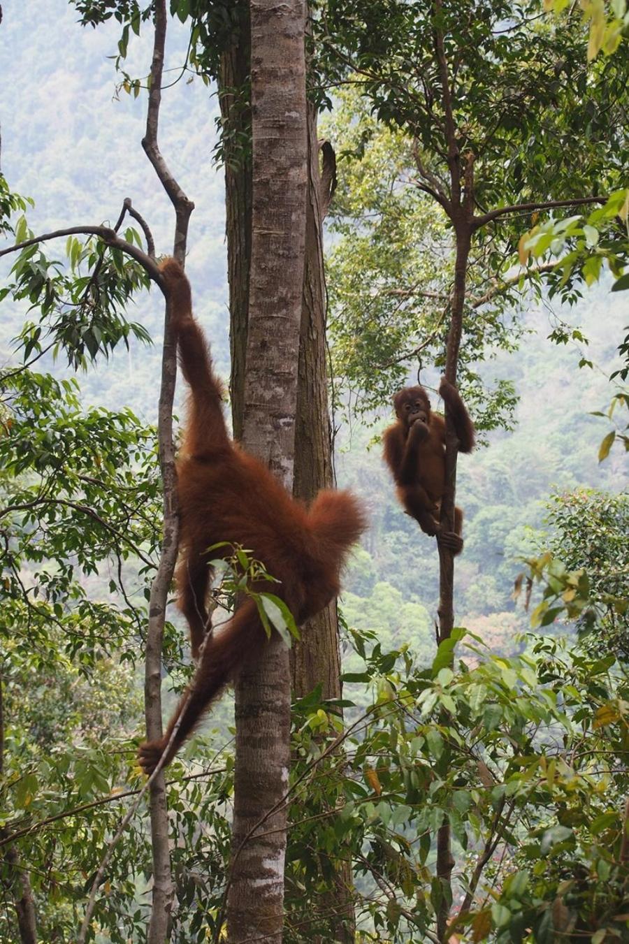 Thejungleguide - Lodges & Treks Букит Лаванг Екстериор снимка