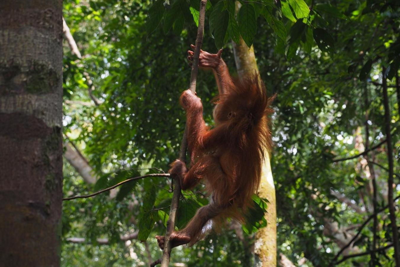 Thejungleguide - Lodges & Treks Букит Лаванг Екстериор снимка