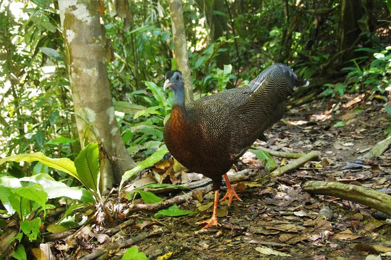Thejungleguide - Lodges & Treks Букит Лаванг Екстериор снимка