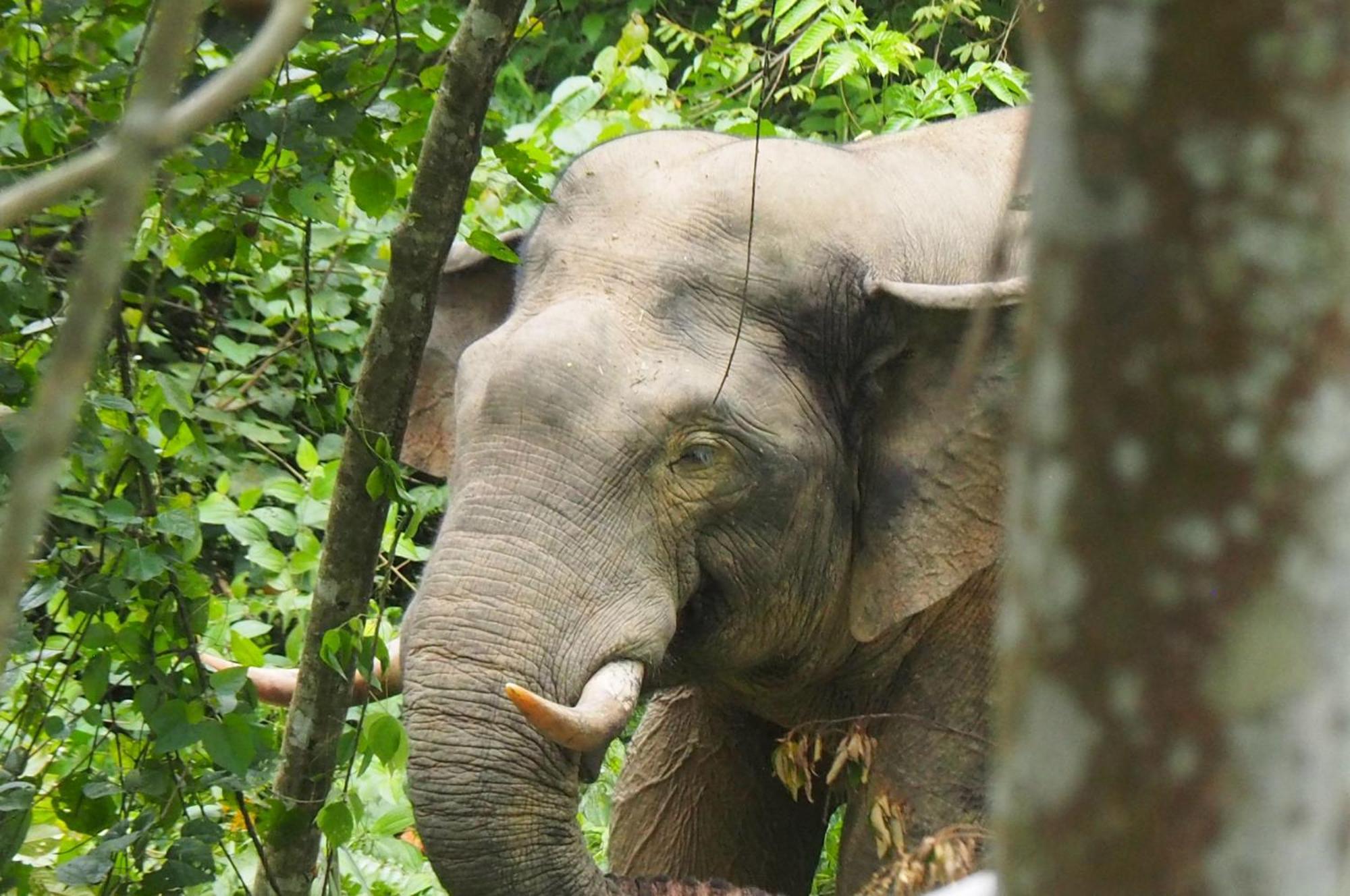 Thejungleguide - Lodges & Treks Букит Лаванг Екстериор снимка